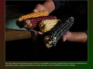 Han sido milenios de permanencia que el maíz se ha arraigado en la vida y la gastronomía mexicana ofreciéndonos su
impecable colorido y sabores particulares en estas mazorcas en San Cristóbal de las Casas, Chiapas
Foto © Paulina Latapí (14/05/2010)
 
