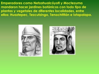 Emperadores como Netzahualcóyotl y Moctezuma
mandaron hacer jardines botánicos con todo tipo de
plantas y vegetales de diferentes localidades, entre
ellos: Huaztepec, Tezcutzingo, Tenochtitlán e Ixtapalapa.
 