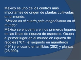 México es uno de los centros más
importantes de origen de plantas cultivadas
en el mundo.
“México es el cuarto país megadiverso en el
mundo”.
México se encuentra en los primeros lugares
de las listas de riqueza de especies. Ocupa
el primer lugar en el mundo en riqueza de
reptiles (707), el segundo en mamíferos
(491) y el cuarto en anfibios (282) y plantas
(26,000).
 
