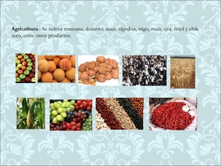 .
Agricultura.- Se cultiva manzana, durazno, nuez, algodón, trigo, maíz, uva, frijol y chile
seco, entre otros productos.
 
