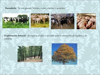 Ganadería.- Se cría ganado bovino, ovino, caprino y porcino.
.




Explotación forestal.- Se explota el pino y el roble para la obtención de madera y de
celulosa.
 