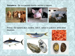 Ganadería.- Se cría ganado bovino, porcino y caprino




Pesca.- Se captura atún, sardina, ostión, camarón y abulón, entre otras
especies.
 