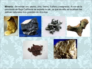 Minería.- Se extrae oro, plomo, zinc, hierro, fósforo y magnesio. Al sur de la
península de Baja California se explota la sal, ya que en ella se localizan las
salinas naturales más grandes de América.
 