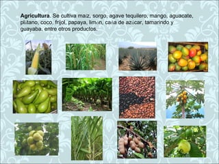 Agricultura. Se cultiva maíz, sorgo, agave tequilero, mango, aguacate,
plátano, coco, frijol, papaya, limón, caña de azúcar, tamarindo y
guayaba, entre otros productos.
 