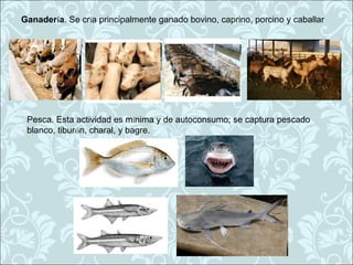 Ganadería. Se cría principalmente ganado bovino, caprino, porcino y caballar




 Pesca. Esta actividad es mínima y de autoconsumo; se captura pescado
 blanco, tiburón, charal, y bagre.
 