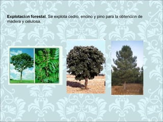 Explotación forestal. Se explota cedro, encino y pino para la obtención de
madera y celulosa.
 