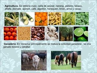 Agricultura. Se obtiene maíz, caña de azúcar, naranja, plátano, tabaco,
 alfalfa, jitomate, ajonjolí, café, algodón, henequén, limón, arroz y cacao.




Ganadería. En Veracruz principalmente se realiza la actividad ganadera , se cría
ganado bovino y caballar.
 