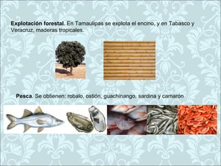 Explotación forestal. En Tamaulipas se explota el encino, y en Tabasco y
Veracruz, maderas tropicales.




  Pesca. Se obtienen: robalo, ostión, guachinango, sardina y camarón




  .
  •
 