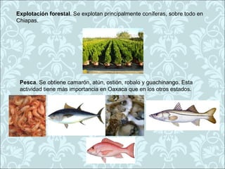 Explotación forestal. Se explotan principalmente coníferas, sobre todo en
Chiapas.




 Pesca. Se obtiene camarón, atún, ostión, robalo y guachinango. Esta
 actividad tiene más importancia en Oaxaca que en los otros estados.
 