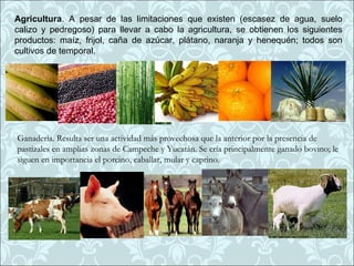 Agricultura. A pesar de las limitaciones que existen (escasez de agua, suelo
calizo y pedregoso) para llevar a cabo la agricultura, se obtienen los siguientes
productos: maíz, frijol, caña de azúcar, plátano, naranja y henequén; todos son
cultivos de temporal.




Ganadería. Resulta ser una actividad más provechosa que la anterior por la presencia de
pastizales en amplias zonas de Campeche y Yucatán. Se cría principalmente ganado bovino; le
siguen en importancia el porcino, caballar, mular y caprino.
 