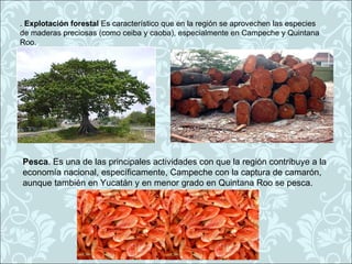 . Explotación forestal Es característico que en la región se aprovechen las especies
de maderas preciosas (como ceiba y caoba), especialmente en Campeche y Quintana
Roo.




Pesca. Es una de las principales actividades con que la región contribuye a la
economía nacional, específicamente, Campeche con la captura de camarón,
aunque también en Yucatán y en menor grado en Quintana Roo se pesca.
 