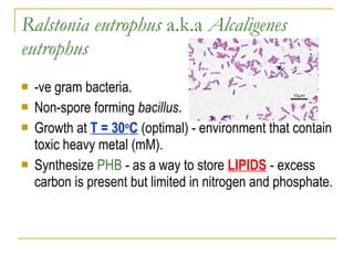 Ralstonia eutrophus  a.k.a  Alcaligenes eutrophus -ve gram bacteria. Non-spore forming  bacillus .  Growth at  T = 30 o C  (optimal) - environment that contain toxic heavy metal (mM). Synthesize  PHB  - as a way to store  LIPIDS  - excess carbon is present but limited in nitrogen and phosphate.   