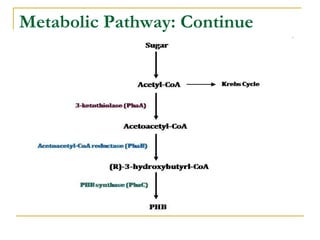 Metabolic Pathway: Continue 