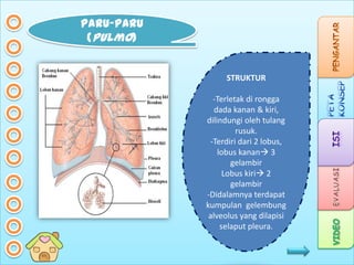 PARU-PARU
(pulmo)

STRUKTUR
-Terletak di rongga
dada kanan & kiri,
dilindungi oleh tulang
rusuk.
-Terdiri dari 2 lobus,
lobus kanan 3
gelambir
Lobus kiri 2
gelambir
-Didalamnya terdapat
kumpulan gelembung
alveolus yang dilapisi
selaput pleura.

 