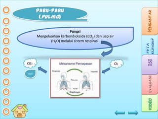 PARU-PARU
(pulmo)
Fungsi
Mengeluarkan karbondioksida (CO2) dan uap air
(H2O) melalui sistem respirasi.

co2
H2O

O2

 