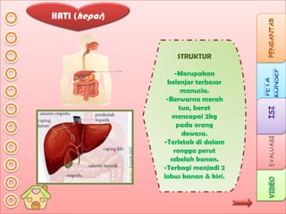 HATI (hepar)

STRUKTUR
-Merupakan
kelenjar terbesar
manusia.
-Berwarna merah
tua, berat
mencapai 2kg
pada orang
dewasa.
-Terletak di dalam
rongga perut
sebelah kanan.
-Terbagi menjadi 2
lobus kanan & kiri.

 