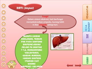 HATI (hepar)
Fungsi
Dalam sistem ekskresi, hati berfungsi
menyekskresikan empedu, kurang lebih
½ liter empedu setiap hari.

Berupa cairan
kehijauan, tersim
pan pada kantong
empedu(vesika
felea) ph sekitar
7-7,6, mengandung:
-kolesterol
-garam mineral
-garam empedu
-pigmen (zat
warna
empedu)bilirubi

 