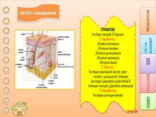 KULIT (integumen)

STRUKTUR
Terbagi menjadi 3 lapisan:
1. Epidermis :

Stratum korneum
Stratum lusidum
Stratum granulosum
Stratum spinosum
Stratum basal

2. Dermis :
Terdapat pembuluh darah, akar
rambut, ujung saraf, kelenjar
keringat (glandula sudorifera) &
kelenjar minyak (glandula sebassea)
3. Hipodermis
Terdapat jaringan lemak.

 