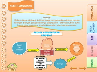KULIT (integumen)

FUNGSI
Dalam sistem ekskresi, kulit berfungsi mengeluarkan ekskret berupa
keringat. Banyak pengeluarannya dipengaruhi : aktivitas tubuh, suhu
lingkungan, makanan, kondisi kesehatan, dan keadaan emosi.

Proses Pembentukan
Keringat

Cairan
dari
jaringan

Kelenjar
keringat
Diserap

Dikeluarkan

Kapiler
darah

Mengandung:
air, garamgaram
anorganik,
sisa
metabolisme
sel, asam, &
urea

Keringat

Melalui
poripori
kulit

 