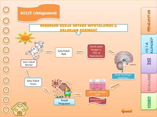 KULIT (integumen)
Hubungan Kerja antara Hipotalamus &
Kelenjar Keringat

SuhuTubuh
Naik

Darah Lebih
Hangat ><
Titik di
Hipotalamus

Suhu Tubuh
Normal

Pusat Pendingin
DIaktifkan
Suhu Tubuh
Turun
Kelenjar Keringat
Aktif

Terjadi
Penguapan

Pembuluh darah
melebar

 