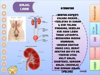 GINJAL
(ren)

STRUKTUR

-Bentuk seperti
kacang merah.
-Terletak di kanan
& kiri tulang
pinggang, sebelah
kiri agak lebih
tinggi letaknya.
-Berwarna merah
keunguan.
-Ukuran sekitar
11x6x3 cm3, berat
sekitar 120-170 gr.
-Terdiri atas:
kulit ginjal
(korteks), sumsum
ginjal (medula)
dan rongga ginjal
(pelvis)

 