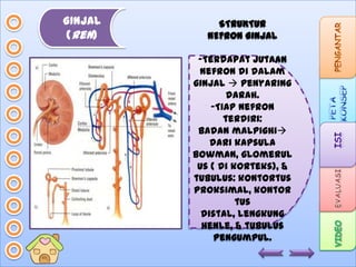 GINJAL
(ren)

STRUKTUR
NEFRON GINJAL
-Terdapat jutaan
nefron di dalam
ginjal  penyaring
darah.
-Tiap nefron
terdiri:
Badan malpighi
dari kapsula
Bowman, glomerul
us ( di korteks), &
tubulus: kontortus
proksimal, kontor
tus
distal, lengkung
Henle, & tubulus
pengumpul.

 