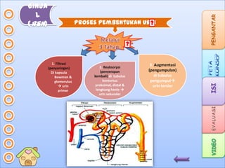 GINJA
L
(ren)

Proses Pembentukan Urin

1. Filtrasi
(penyaringan)
Di kapsula
Bowman &
glomerulus
 urin
primer

2. Reabsorpsi
(penyerapan
kembali) di tubulus
kontortus
proksimal, distal &
lengkung henle 
urin sekunder

3. Augmentasi
(pengumpulan)
di tubulus
pengumpul
urin tersier

 