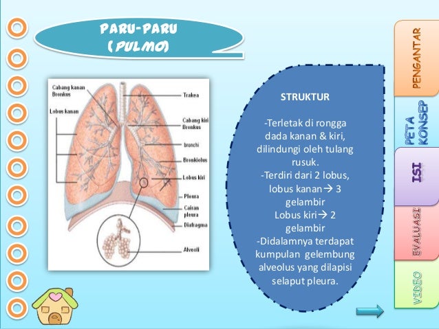 My Ppt Sistem Ekskresi Show