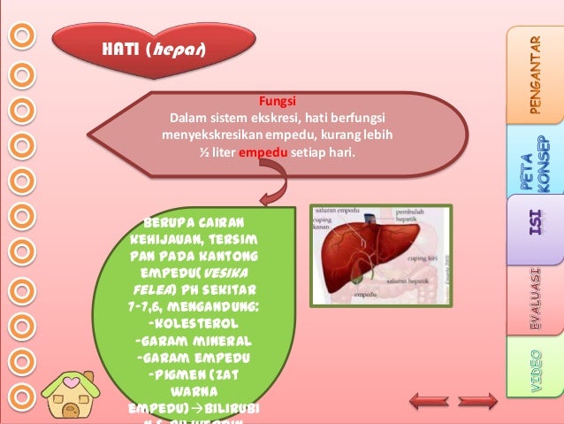 My Ppt Sistem Ekskresi Show