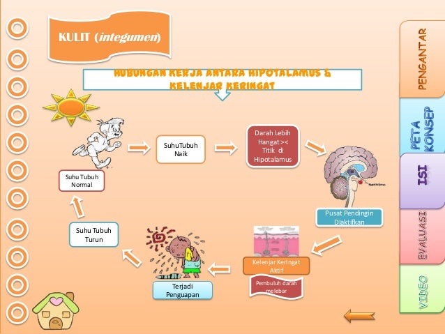 My ppt sistem ekskresi (show)