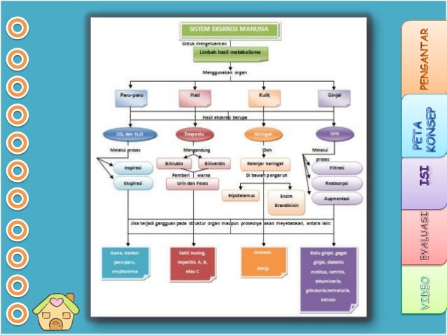 My Ppt Sistem Ekskresi Show