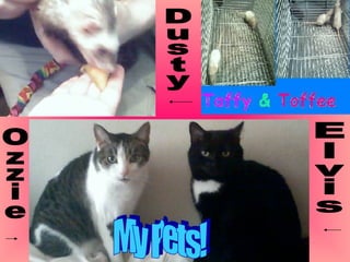 Ozzie Elvis Dusty My Pets! 