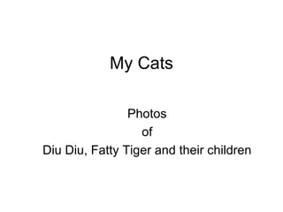 My Cats Photos of Diu Diu, Fatty Tiger and their children 