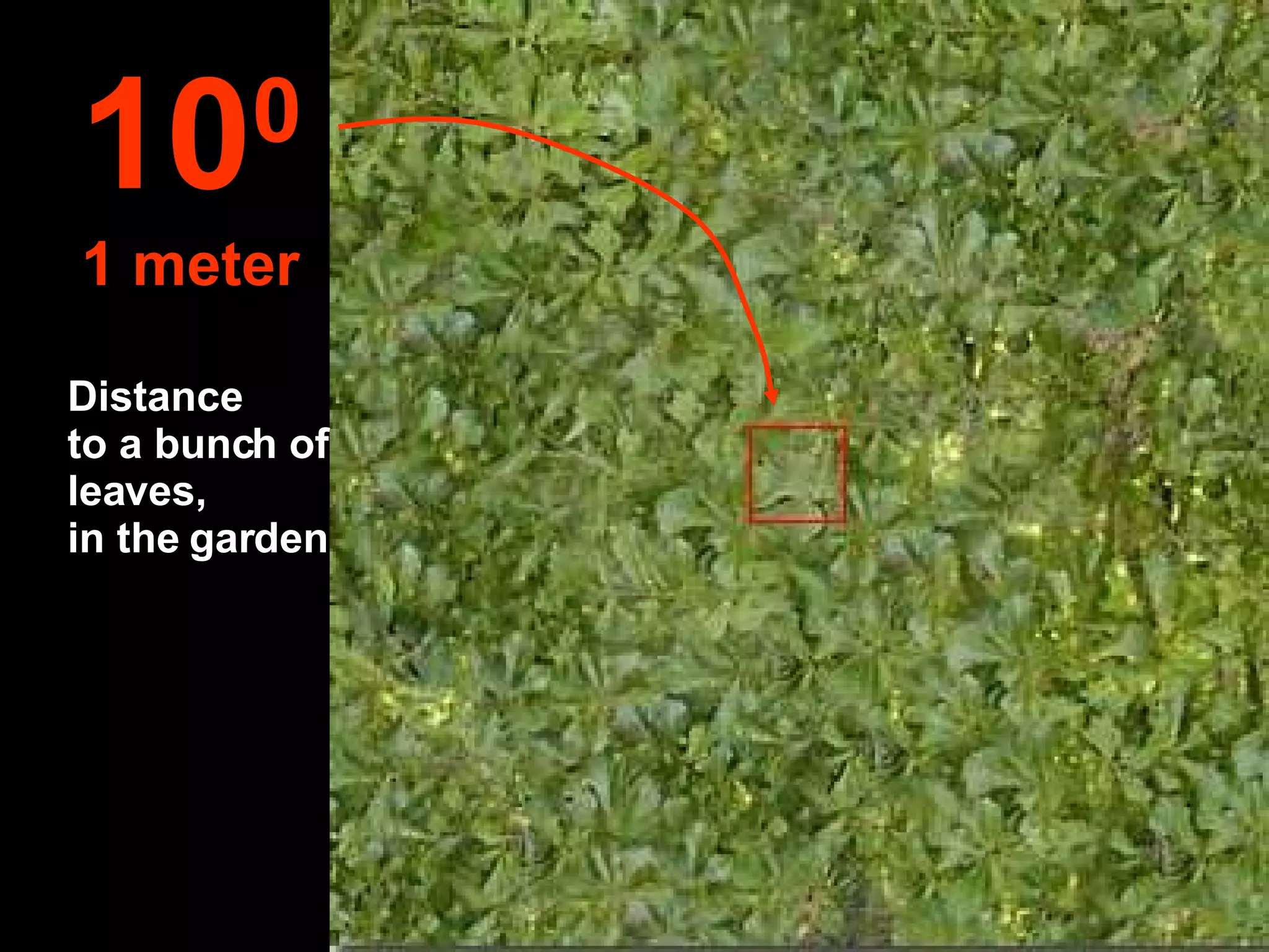 Distance  to a bunch of leaves,  in the garden 10 0 1 meter 
