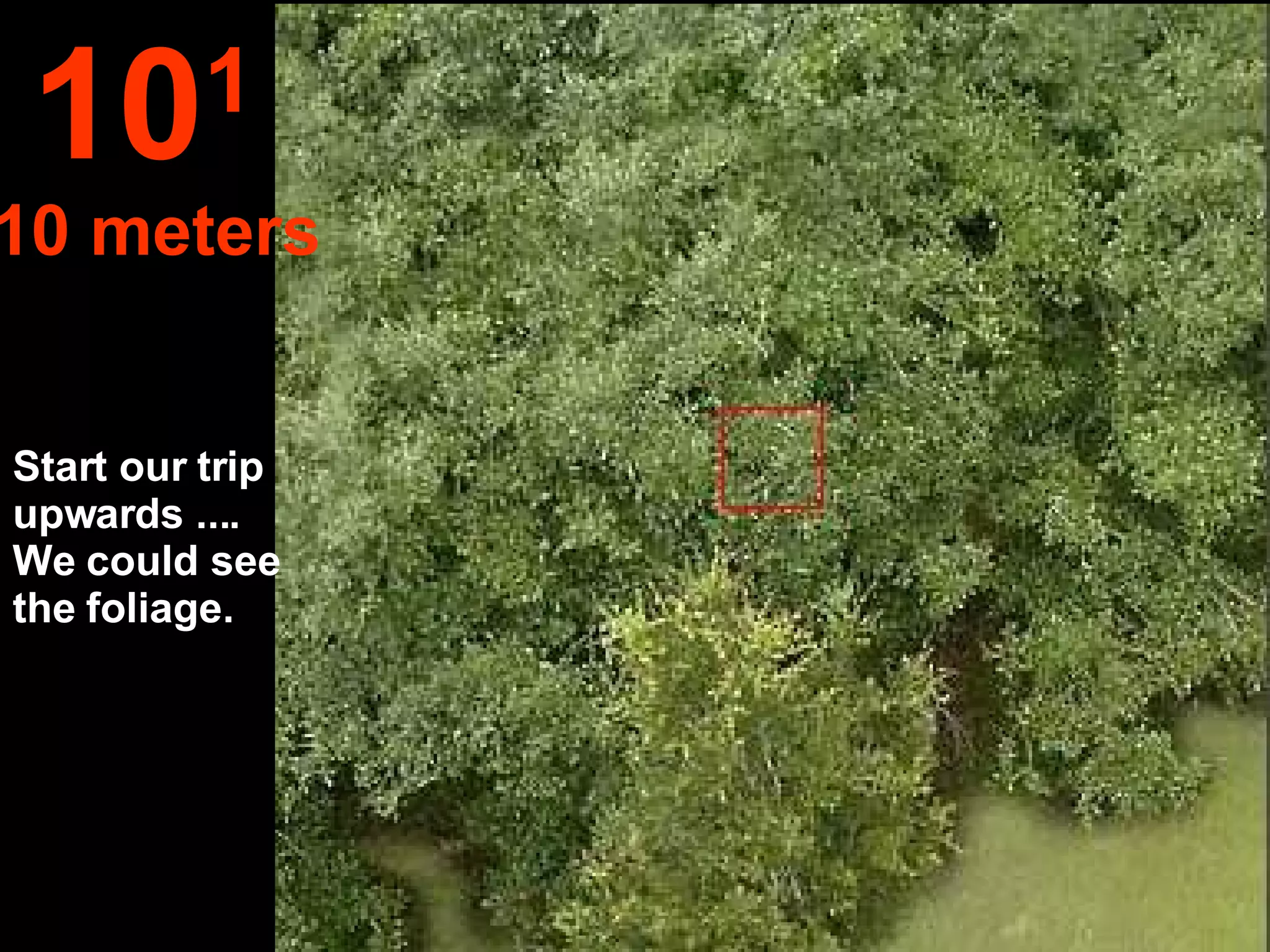 Start our trip upwards ....  We could see the foliage. 10 1   10 meters 