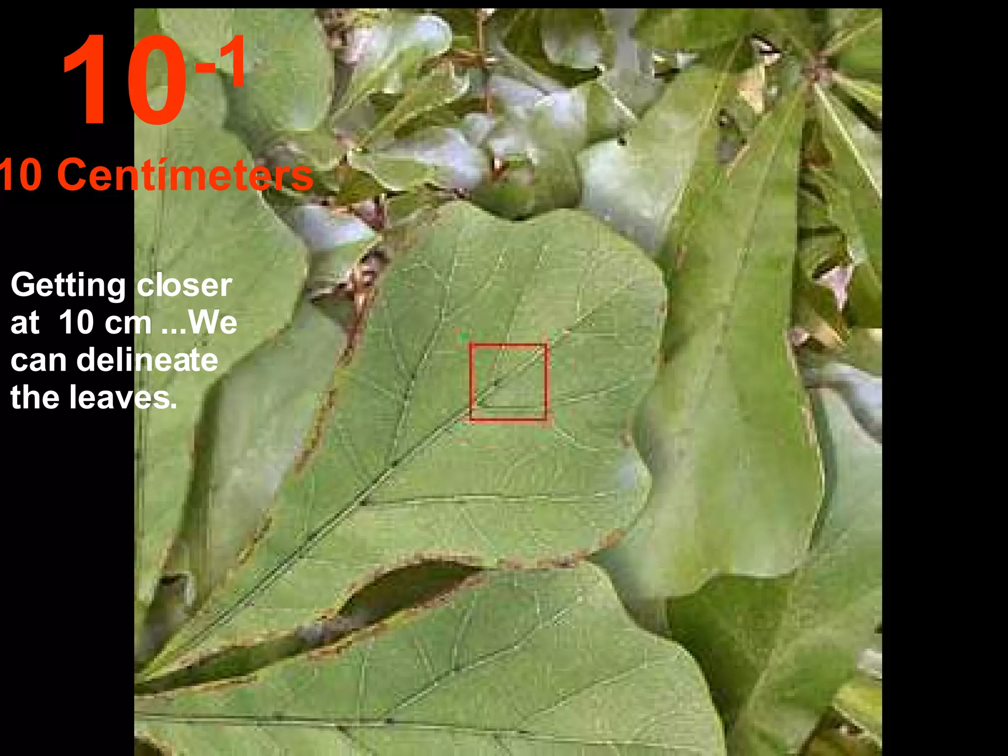Getting closer at  10 cm ...We can delineate the leaves. 10 -1 10 Centímeters 