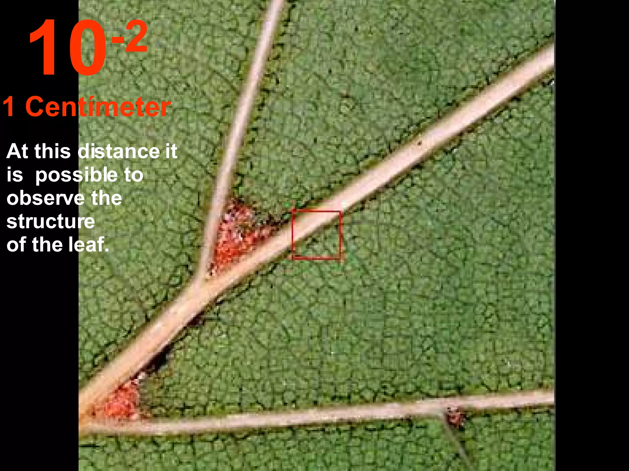 At this distance it is  possible to observe the  structure  of the leaf. 10 -2 1 Centímeter 