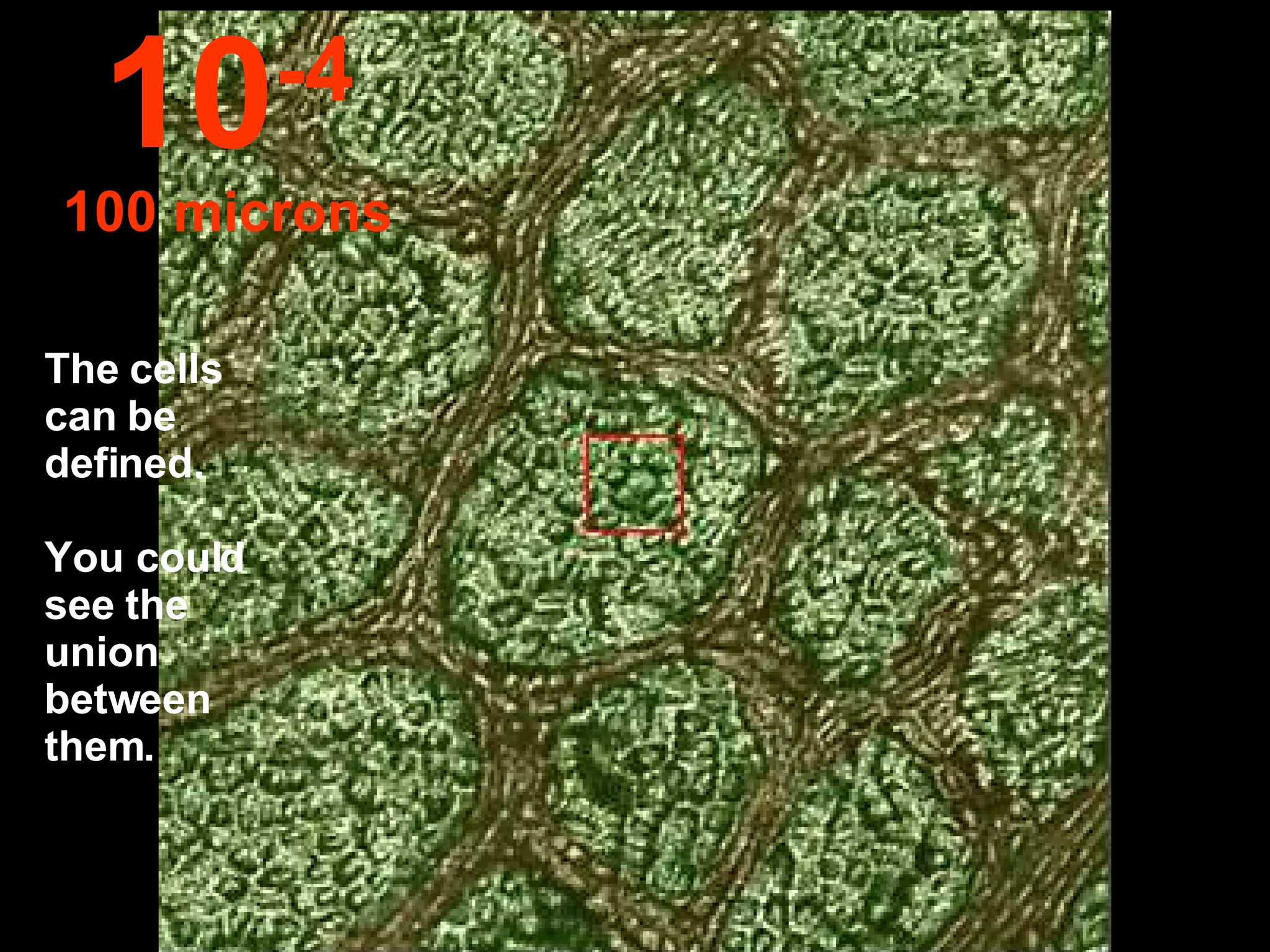 The cells can be defined.  You could see the union between them. 10 -4 100 microns 