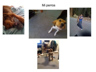 Mi perros 