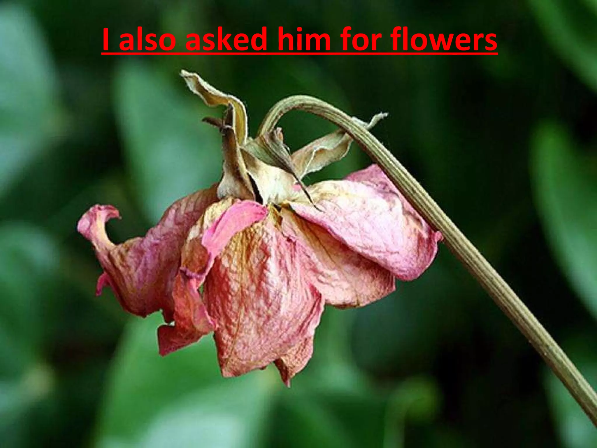 I also asked him for flowers 