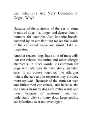 Ear Infections Are Very Common In
Dogs - Why?

Because of the anatomy of the ear in some
breeds of dogs. It's longer and deeper than in
humans, for example. And in some breeds,
covered by an ear flap that makes the inside
of the ear canal warm and moist. Like an
incubator.
Another reason: dogs have a lot of mast cells
that can release histamine and other allergic
chemicals. In other words, it's common for
dogs with allergies to have itchy, irritated
ears. It all comes together; the allergies
irritate the ears and in response they produce
more ear wax. Because of the extra ear wax
and inflammed ear canals, and because the
ear canals in many dogs are extra warm and
moist because of anatomy, you can
understand why so many dogs keep getting
ear infections over and over again.
 
