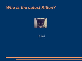 Who is the cutest Kitten? Kiwi 