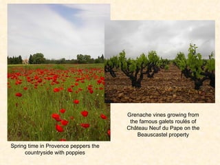 Spring time in Provence peppers the countryside with poppies Grenache vines growing from the famous galets roul é s of Ch â teau Neuf du Pape on the Beauscastel property 