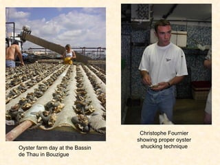 Oyster farm day at the Bassin de Thau in Bouzigue Christophe Fournier showing proper oyster shucking technique 