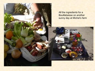 All the ingredients for a Bouillabaisse on another sunny day at Michel’s farm 