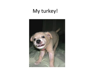 My turkey! 