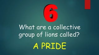 What are a collective
group of lions called?
A PRIDE
 