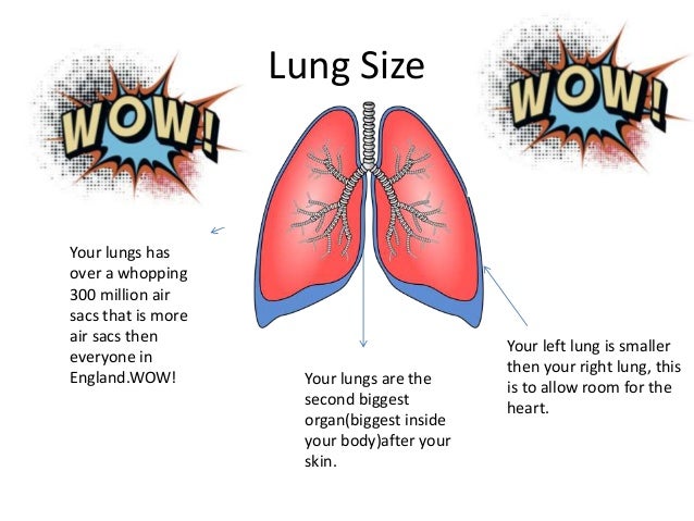 size of lungs images human anatomy organs diagram lung size