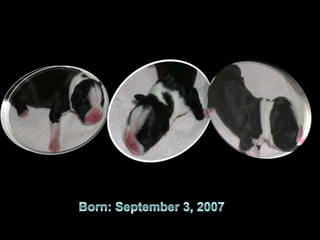 Born: September 3, 2007 