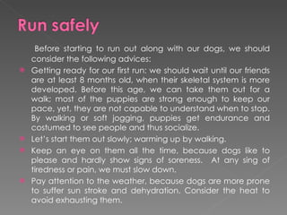 Before starting to run out along with our dogs, we should consider the following advices: Getting ready for our first run: we should wait until our friends are at least 8 months old, when their skeletal system is more developed. Before this age, we can take them out for a walk; most of the puppies are strong enough to keep our pace, yet, they are not capable to understand when to stop. By walking or soft jogging, puppies get endurance and costumed to see people and thus socialize. Let’s start them out slowly; warming up by walking.  Keep an eye on them all the time, because dogs like to please and hardly show signs of soreness.  At any sing of tiredness or pain, we must slow down. Pay attention to the weather, because dogs are more prone to suffer sun stroke and dehydration. Consider the heat to avoid exhausting them.  